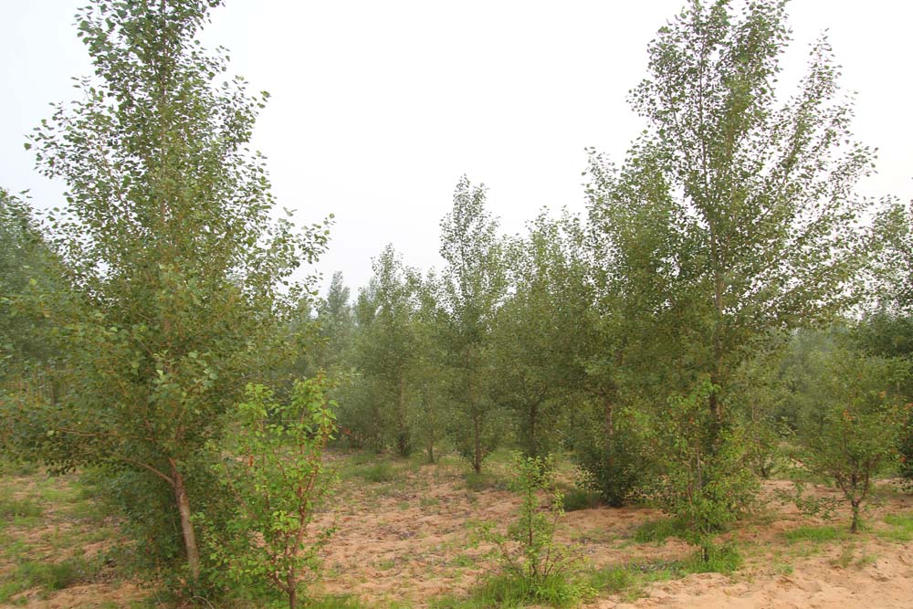 绿色生命 NPO GreenLife and China 百万母亲 百万棵树 8年奋斗,1万亩沙地种植110万棵树大功圆满告成 植树活动 