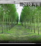 走向风沙（澎湃视频）
