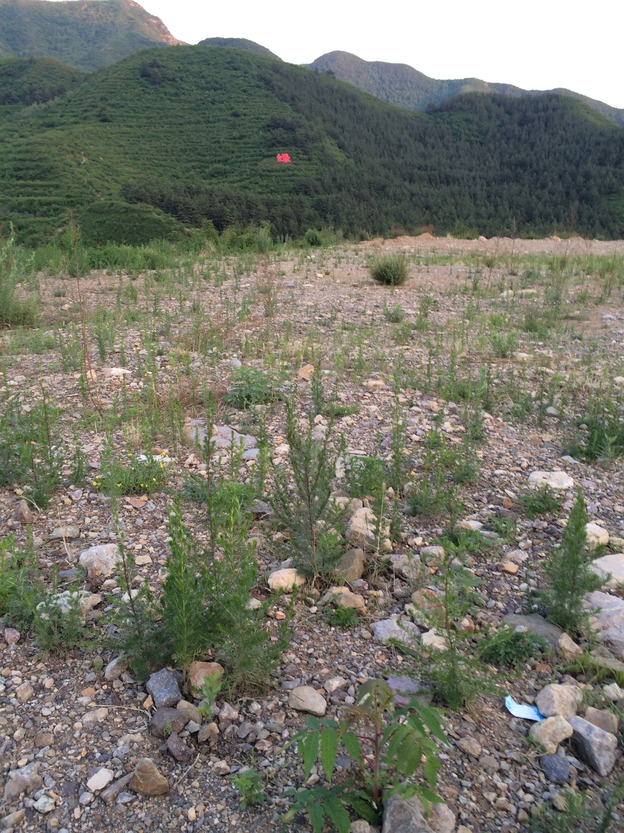 绿美家园-2.jpg