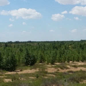 2014年植树志愿者考察本组织库伦旗植树基地